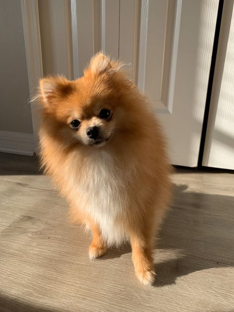 Orange pomeranian🤍 Fox Face Pomeranian, Orange Pomeranian, Brand Essence, Fox Face, Orange Fox, Bear Face, Pomeranian Dog, Personal Brand, Dog Breeds