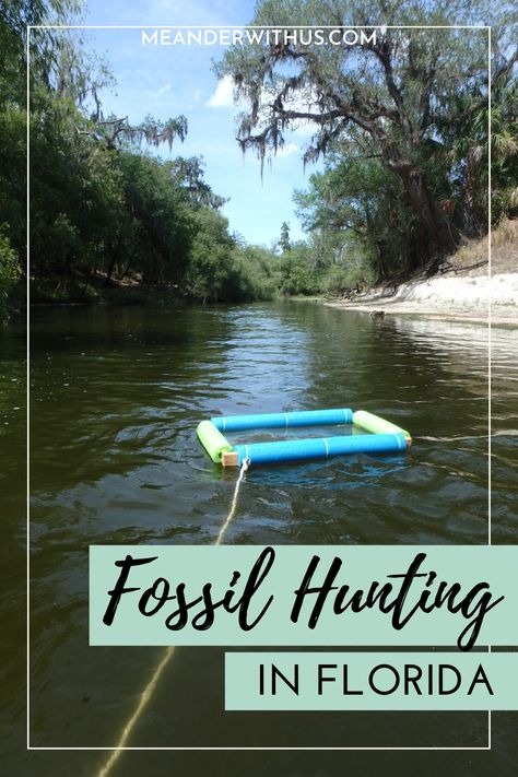 Rockhounding Florida, Types Of Sharks, Teeth Pictures, Peace River, Small Shark, Fossil Hunting, Florida Destinations, Dinosaur Fossils, Time To Go