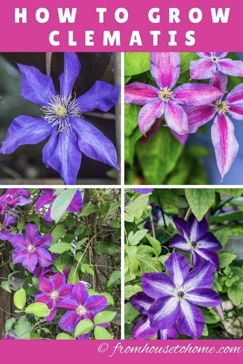 Pruning Clematis, Clematis Plant, Perennial Flowering Vines, Part Shade Perennials, Clematis Care, Clematis Varieties, Blue Clematis, Autumn Clematis, Clematis Plants