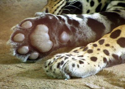 Jaguar Paw-Paws Jaguar Paw, Ground School, Paw Paws, Training Courses, Shoe Store, Jaguar, Feline, Google Search, Tattoos