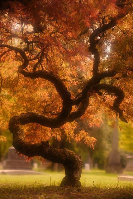 Unusual Trees, Amazing Trees, Beautiful Trees, Old Tree, Unique Trees, Japanese Maple, Nature Tree, Tree Forest, Yellow Leaves