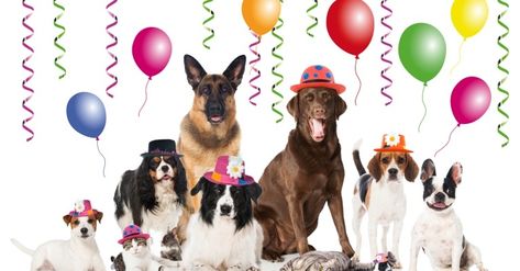 20 Ways to Celebrate National Dog Day! - The Dogington Post Happy New Year Dog, International Dog Day, National Dog Day, National Pet Day, Animal Behaviorist, National Puppy Day, Dog Varieties, Lancaster Puppies, Dog Day