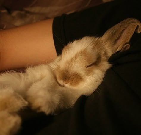 Cuddly bunny Bunny Stuff, Love Bunnies, Bun Bun, Cute Bunnies, Bunny Rabbits, A Bunny, Little Animals, Adorable Animals, Buns