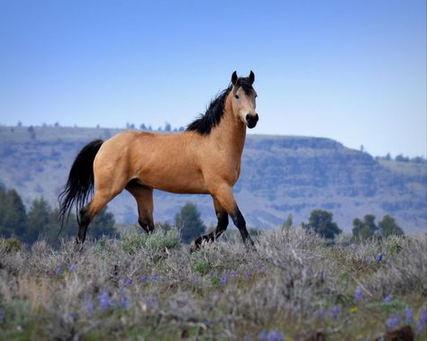 Buckskin Mustang Horse, Kiger Mustang Horse, Mustangs Horse, Wild Mustang Horses, Rescue Horse, Mustang Horses, Kiger Mustang, Spirit The Horse, Buckskin Horse