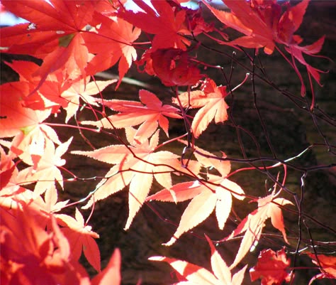 Red Leafs Aesthetic, Hualian Aesthetic, Red Leaves Aesthetic, Maple Leaves Aesthetic, Sunny Moodboard, Maple Leaf Aesthetic, Maple Aesthetic, Kazuha Aesthetic, Moodboard Red