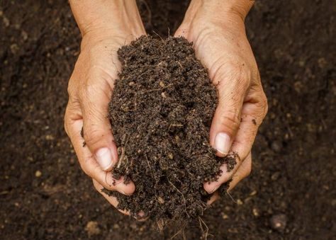 Hand holding soil Clover Lawn, Organic Compost, Soil Testing, Better Homes And Garden, Healthy Garden, Top Soil, Soil Health, Average Weight, Garden Pests