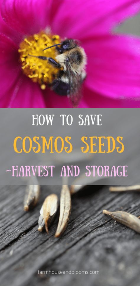 Cosmos Plant, Garden Tips And Tricks, Saving Seeds, Seed Storage, Seed Heads, Cosmos Flowers, Cottage Garden Plants, Saving Strategies, Seed Saving