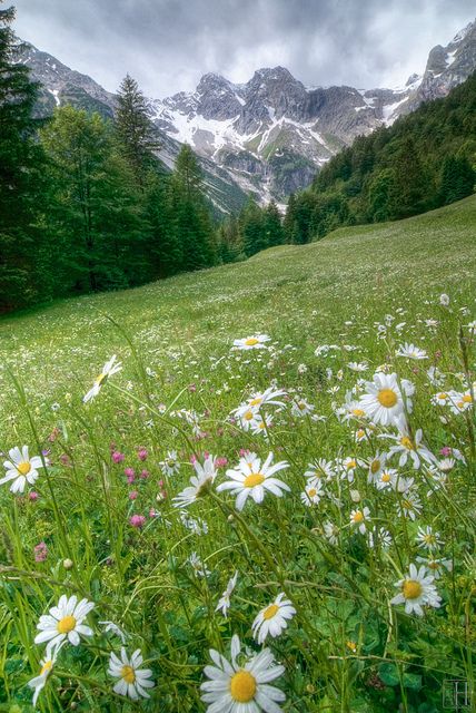 Wild daisies on alpine meadow, Bludenz, Austria  The hills are alive... with the sound of music...  (now that will be stuck in your head all day! You're welcome!) Wild Daisies, Alpine Meadow, Alam Yang Indah, Pretty Places, Mountain Landscape, Beautiful World, Beautiful Landscapes, Wonders Of The World, The Great Outdoors