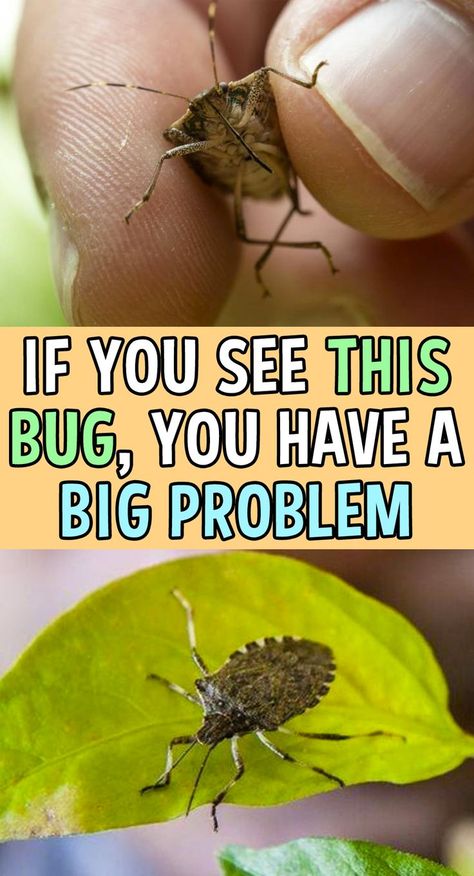 Brown Bugs, How To Get Rid Of Gnats, Easy Backyard Diy, Bug Spray Recipe, Nyttige Tips, Bad Bugs, Rid Of Bed Bugs, Tattoo Plant, Garden Remedies