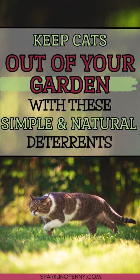 You may may love your own cat, but perhaps not the neighbours! Here's how to keep cats out of your garden in natural ways. How To Stop Cats From Pooping In Garden, Plants That Repel Cats, Plants Backyard, Im Fed Up, Cat Repellent, Cat Repellant, Home Cleaning Hacks, Cat Cleaning, Cat Plants