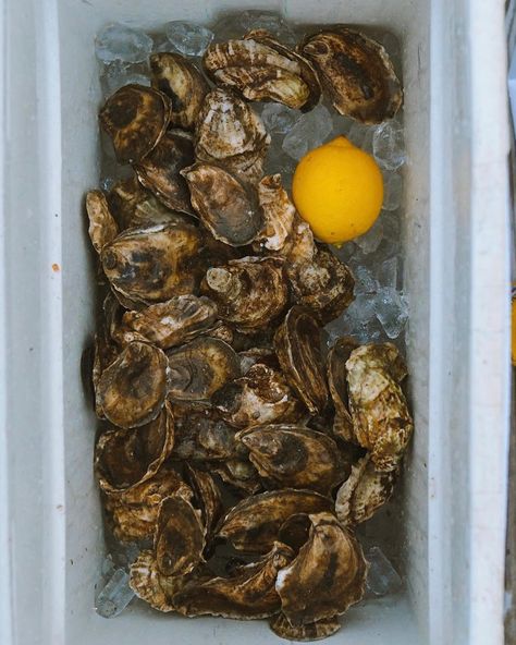 Long Wharf Supply Co. (@longwharfsupply) • Instagram photos and videos Fresh Oysters, August 15, Maine, Instagram Photos, On Instagram, Instagram