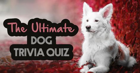 Dog Trivia, Dog Quizzes, Dog Quiz, Women Poetry, Animal Education, Health Careers, Trivia Quiz, Dog Breeder, Some Text