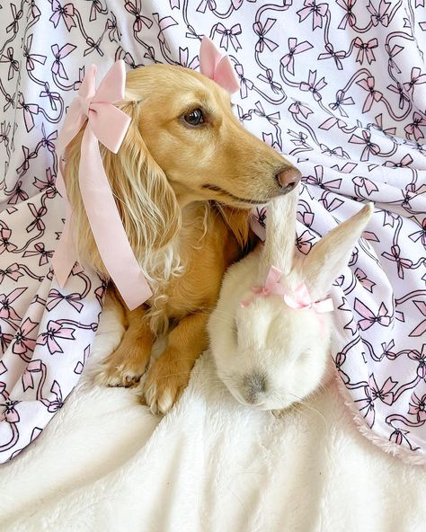 Coquette cuddle bunny buddies 🐇🎀☁️ Just a girl and her favorite bunny toy! Swipe to the end for a surprise! She manifested the real deal 💭🐰🎀 . . . . . . . . . . #coquetteaesthetic #coquettedog #sweetdreams #dreamyaesthetic #dachshund #minidachshund #bowaesthetic #softaesthetic #coquettecore #balletcore #dollette #dogsofinstagram #bunniesofinstagram #sausagedog #doxie #prettydog #creamdachshund #blondedachshund #girlyaesthetic #softgirl #pinkaesthetic #bowsbowsbows #dogandbunny #... Pink Weiner Dog, Girly Dog Aesthetic, Pink Pet Aesthetic, Blonde Dachshund, Animals With Bows Coquette, Coquette Dog Aesthetic, Cream Dachshund, Pink Friday, Mini Dachshund