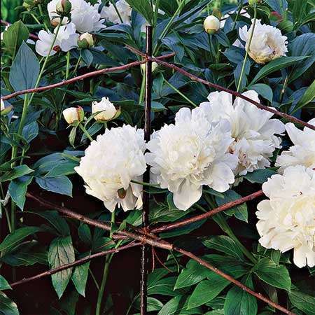 Twig peony cage. Rather than buy clunky peony hoops or ugly tomato cages, Thyrza Whittemore reinforces her twig garden structures with plastic-coated metal garden stakes, spray-painted brown (rusted rebar can also be used), for plants that need heavy lifting. Twig Trellis, Garden Dahlia, Peony Plant, Plant Beds, Garden Peonies, Peony Support, Artistic Landscape, Country Garden Design, Berry Garden