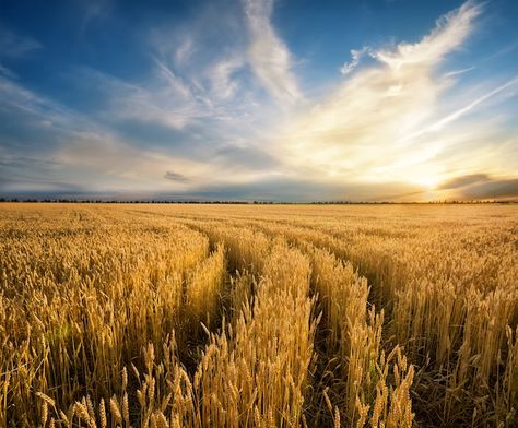 Crop Farming, Field At Sunset, Crop Field, Yellow Fields, Field Wallpaper, Farm Lifestyle, Farm Field, Fields Of Gold, Wheat Field