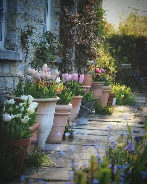 Gardening Paradise☘️ on Instagram: "Still haven’t potted up the tulips but it’s fine, there’s still time. We’ve gone from -8 °C to double digits with downpours and strong winds. Maybe sometime this week. . . . Credit: @thecountrycrib #TheCountryCrib #TheCountryCrib #gatherandcreate #excessivelydivertedbyflowers #seasonspoetry #tulipseason #cottagegardenflowers #flowerlovers #cottagecore #cottagecoreaesthetic #pottedgarden #cottagegarden #inspiremyinstagram #countrygarden #countrygarden #en Glow Garden, Tulip Season, English Country Garden, English Country Gardens, Magical Garden, Garden Photography, Romantic Garden, Country Garden, Garden Lovers