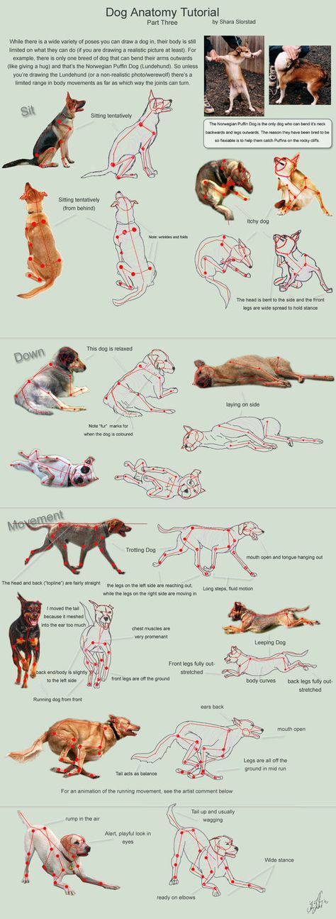 Dog Anatomy Tutorial 3 by SleepingDeadGirl on DeviantArt Dog Anatomy, Anatomy Tutorial, Animal Study, Anatomy Drawing, Anatomy Reference, Dog Drawing, Drawing Lessons, Character Design References, Design Reference