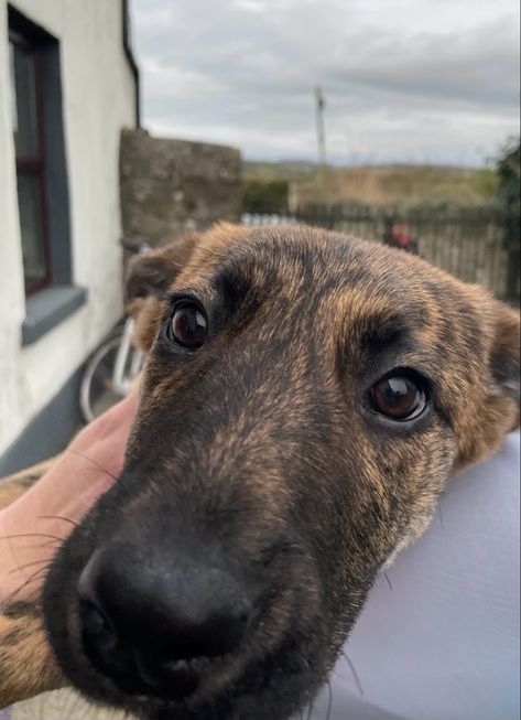 Belgian Shepherd Malinois, Dutch Shepherd Puppy, House Necessities, Belgian Dog, Dutch Shepherd Dog, Belgium Malinois, Belgian Tervuren, Dutch Shepherd, Every Dog Breed