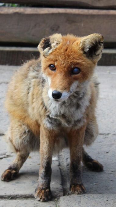 Severely Injured Fox Survived Dog Attack But Needs Your Help To Heal - The Animal Rescue Site News Dog Attack, Rescue Animals, Inspo Board, Need You, Animal Rescue, Animals Wild, In Nature, Fox, Collage