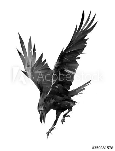 painted raven attacking bird on a white background #AD , #attacking, #raven, #painted, #background, #white Raven Illustration, Raven Flying, Black Crow Tattoos, Bird Attack, Crow Flying, Rabe Tattoo, Crows Drawing, Crow Tattoo Design, Black Bird Tattoo