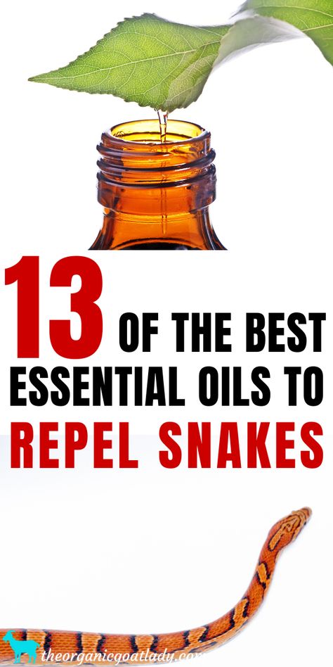 Natural Snake Repellent, How to Keep Snakes Away, Natural Repel Snakes with Essential Oils, Essential Oil Uses Snake Repellant Plants, Snake Repellant, Snake Repellent, Medicine Tips, Tattoo Plant, Natural Repellent, Home Remedy For Cough, Using Essential Oils, Bug Repellent