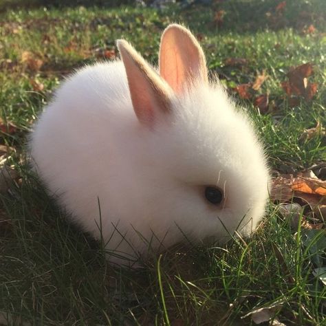 Cute Bunny Pictures, Bunny Pictures, Pet Bunny, Pets 3, Fluffy Animals, Cute Animal Photos, Baby Bunnies, White Rabbit