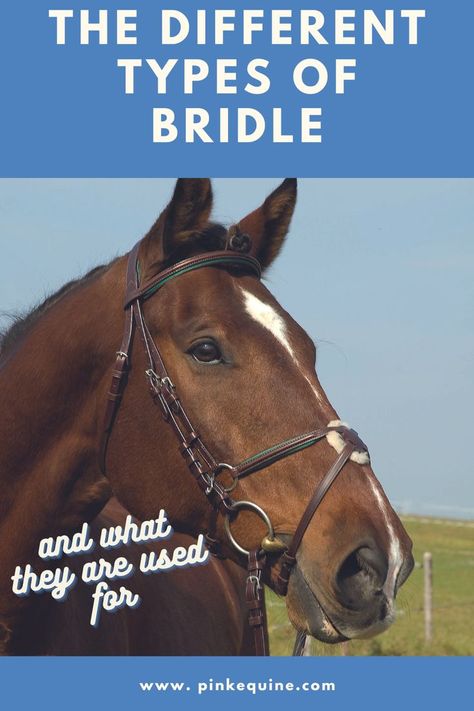 This article discusses the different types of bridle and what they are used for Hoof Care, Horse Bridle, Types Of Horses, Bridles, Different Types, Horse Tack, Being Used, Animals And Pets, Horses