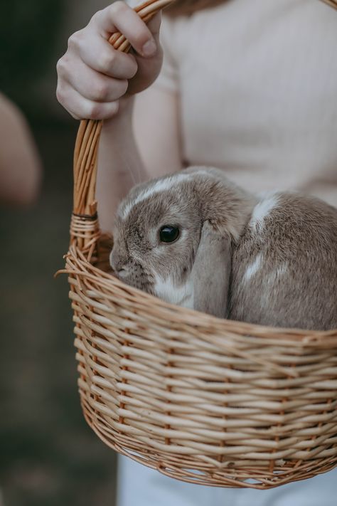 Happy Easter! — Catrina Sivula Blog Farm Aesthetic, Bunny House, Easter Chocolate, Easter Rabbit, Mini Session, Mini Sessions, Favorite Holiday, Mice, Buns