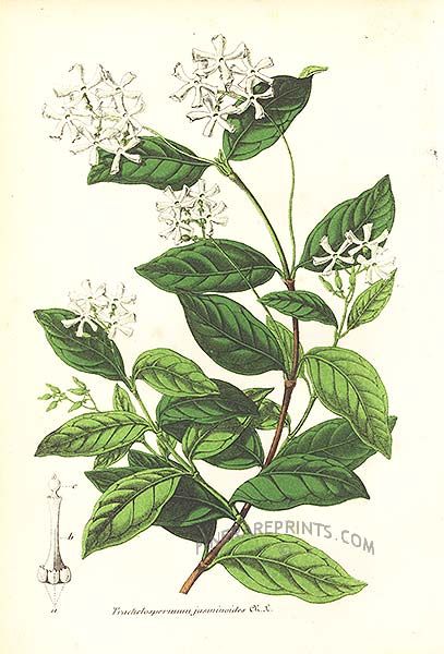 Antique print: picture of Chinese Star Jasmine (Trachelospermum jasminoides) - China Shoulder Piece Tattoo, Jasmine Drawing, Jasmine Tattoo, Night Jasmine, Trachelospermum Jasminoides, Chinese Star, Star Jasmine, Different Kinds Of Art, Vine Tattoos