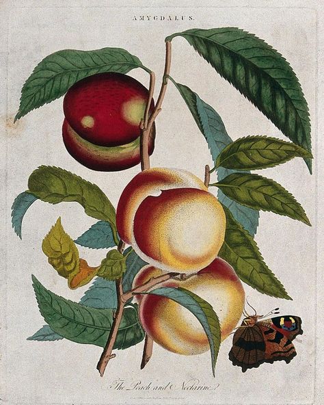 Vault Editions on Instagram: “Peach (Prunus persica) and nectarine (Prunus persica var. nectarina): fruiting branches and butterfly. Coloured etching, c. 1797, after J.…” Wellcome Collection, Nectarine, Gig Posters, Botanical Illustration, Digital Collage, Flash Tattoo, Traditional Tattoo, Phone Backgrounds, Collage Art