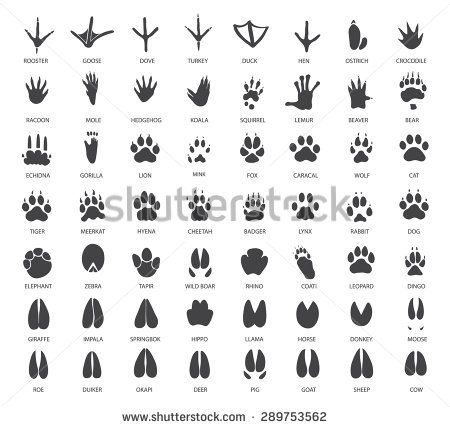 Animal Footprints, Animal Tracks, Draw On Photos, Hyena, Hand Art, Safari Animals, General Knowledge, Pet Birds, Farm Animals