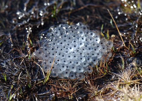 Eggs frog. A lot of eggs frog near a lake , #ad, #frog, #Eggs, #lot, #lake, #eggs #ad Frog Eggs, Stock Photography Free, Frogs, Royalty Free Photos, Halloween Nails, Free Stock Photos, Stock Photography, Photo Image, Egg