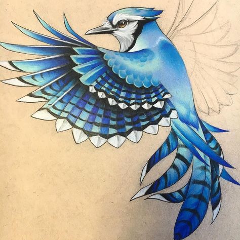 Never posted a good shot of the bluejay I drew up for my tattoo Leilani Tattoo, Bluejay Tattoo Black And White, Blue Jay And Flower Tattoo, Watercolor Bluejay Tattoo, Blue Jay With Flowers Tattoo, Mason Tattoo, Blue Jay Flying Drawing, Blue Bird Flying, Blue Jay Tattoo