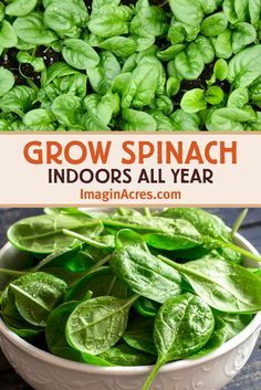 Spinach is a cool season crop that adapts well to indoor growing conditions, including cooler winters, and air-conditioned summers. Given its compact size, and love of cooler temperatures, spinach is a great choice for indoor gardening. Learn how you can grow spinach indoors all year. Grow Spinach Indoors, Indoors Garden, Grow Spinach, Gemüseanbau In Kübeln, Regrow Vegetables, Growing Vegetables In Pots, Growing Spinach, Indoor Vegetables, Vegetable Garden Diy