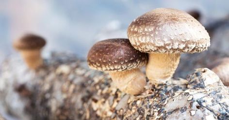 Researchers are finding that mushroom may protect your brain and cognitive function Growing Shiitake Mushrooms, Growing Mushrooms At Home, Benefits Of Organic Food, State Foods, Shiitake Mushrooms, Mushroom Powder, Shiitake Mushroom, Organic Living, Grow Your Own Food