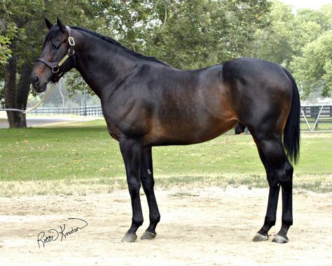 Appendix Quarter Horse Horse Colours, Sweet Biscuits, Rare Horse Breeds, Rare Horses, English Horse, Bay Horse, Horse Wallpaper, Andalusian Horse, American Quarter Horse