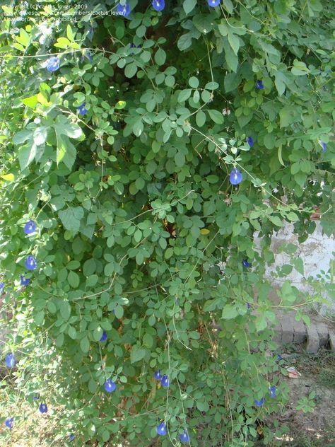 Creeper of Butterfly pea Butterfly Pea Plant, Picture Of Butterfly, Cascading Plants, Medicine Garden, Creepers Plants, Vine Trellis, Pea Plant, Flower Trellis, Kingdom Plantae