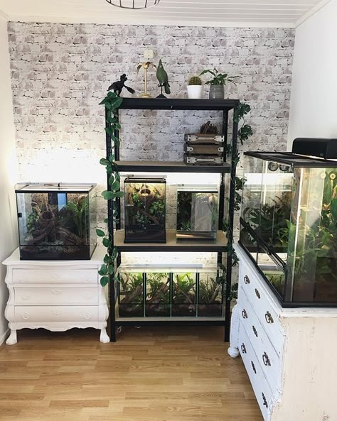 Reptile Rack, Snake Terrarium, Snake Enclosure, Reptile Room, Reptile Tank, Fishing Room, Rabbit Cages, Pet Enclosure, Reptile Terrarium