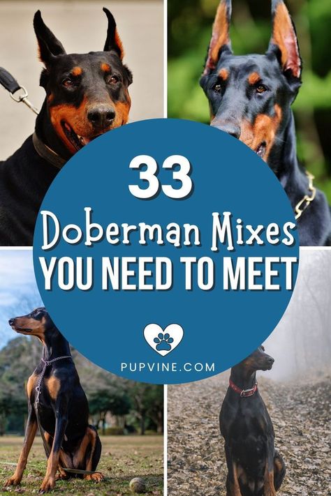 Doberman mixes are the best of all worlds. These dogs are smart, loyal, protective, and kind. What else could you wish for in a dog? Doberman Breed, Doberman Mix, Dog Mixes, Doberman Dogs, Best Dog Breeds, Mixed Breed Dogs, Mixed Breed, Doberman, To Meet