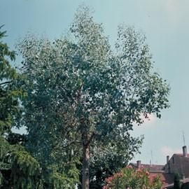 Un joli arbre, au port décoratif et au feuillage gris argenté unique : l'eucalyptus est bien mis en valeur en isolé, au milieu de la pelouse, ou en groupes. Découvrez tous les secrets de l'eucalyptus ! Agapanthus Plant, Fuchsia Plant, Sweet Pea Plant, Petunia Plant, Fruit Bushes, Specimen Trees, Potted Houseplants, Lavender Plant, Tall Plants