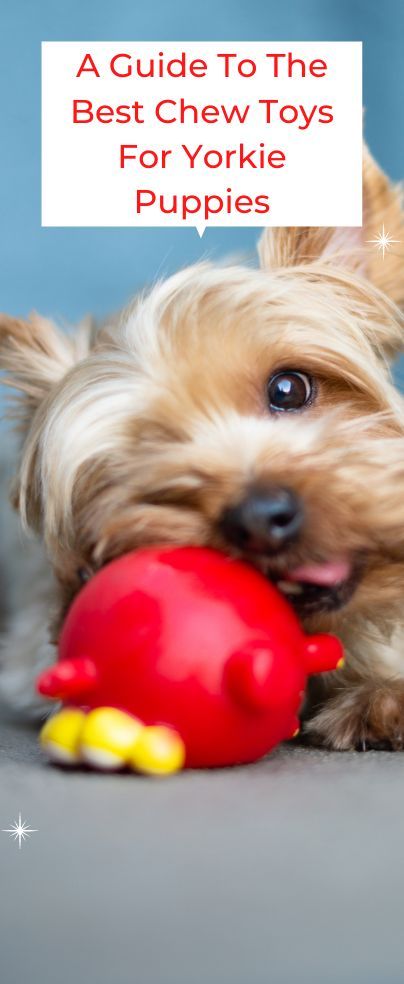 If you are looking for the best chew toys for yorkie puppies, this is a detailed guide especially for you. Yorkies are active dogs that love playing, catching, and hunting. That is why you have to use their energy in a good way instead of messing around the house. The best thing to invest this energy is through the yorkshires toys including chewing toys. Cow Hooves, Puppy Starter Kit, Best Treats For Dogs, Active Dogs, Yorkie Puppies, Puppy Cut, Dog Toothbrush, Rope Dog Toys, Bully Sticks