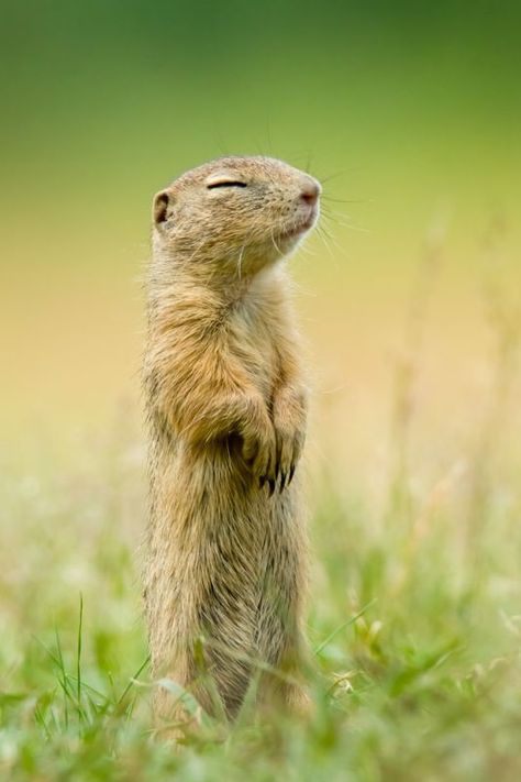 European Ground Squirrel (Spermophilus citellus) / Ecureuil terrestre d'Europe / Image by lakyn03 (Lukas Zdrazil) from inaturalist.org Ground Squirrel, Kingdom Animalia, Prairie Dog, Food Web, College Work, Favorite Animals, Animal Species, Water Colour, Rodents