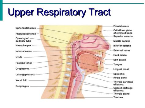 Anatomy of Upper Respiratory Tract. Note the main structures of nares (nostrils), vibrissae (nose hairs), vestibule (where you would pick your nose), nasal cavity, and nasal conchae. the vibrissae filter pollen and dust. Nasal conchae serves the purpose of pushing air over mucous membranes that cleanse and humidify air. Lingual Tonsils, Nose Structure, Upper Respiratory Tract, Study Anatomy, Piper Cub, Plane Art, Soft Palate, Medicine Studies, Nasal Cavity