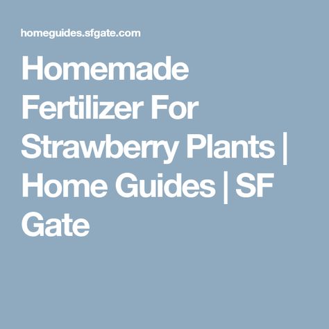 Homemade Fertilizer For Strawberry Plants | Home Guides | SF Gate Strawberry Fertilizer, Home Made Fertilizer, Homemade Fertilizer, Types Of Strawberries, Diy Fertilizer, Strawberry Plant, Berry Garden, Foliar Spray, Strawberry Leaves