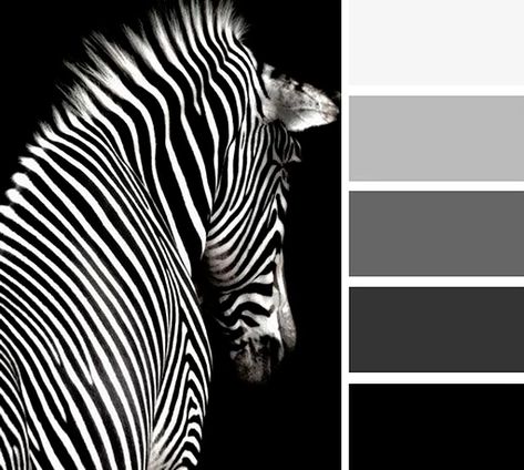 White Pallet, Sepia Photography, Paint Color Schemes, Grey Color Palette, Black N White Images, Colour Board, Black And White Photographs, Black And White Colour, Colour Schemes