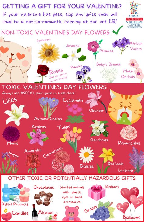 If you or your Valentine have pets, please choose a Valentine’s Day gift very wisely! Avoid toxic or hazardous gifts, and when in doubt – just get tickets for a concert or a game! You’re welcome.😉 Learn more about toxic and non-toxic flowers here: https://www.aspca.org/pet-care/animal-poison-control/toxic-and-non-toxic-plants More Valentine’s Day do’s and don’ts for pet parents here: https://aercmn.com/valentines-day-dos-and-donts-for-pet-parents #valentinesday #pets #veterinary #aercmn Toxic Flowers, Toxic Plants, Pet Tips, Plant Guide, Do's And Don'ts, Romantic Evening, Pet Hacks, Pet Safety, Pet Safe