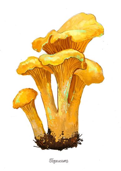 Chanterelles (autumn series) Chanterelle Mushroom Illustration, Chanterelle Mushrooms Drawing, Watercolor Chanterelle, Chanterelle Illustration, Chanterelle Drawing, Chanterelle Tattoo, Fungi Illustration, Mushroom Illustration, Plein Air Watercolor