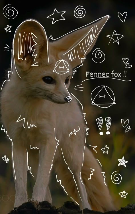 Made by me !! Please do not repost. #therian #fox #fennecfox #Fennecfoxtherian #foxtherian #foxtheriotype #therianthropy #theriotype Fenic Fox, Fox Therian, Swift Fox, Japanese Fox, Fox Artwork, Fox Boy, Fox Drawing, Fox Pictures, Fennec Fox