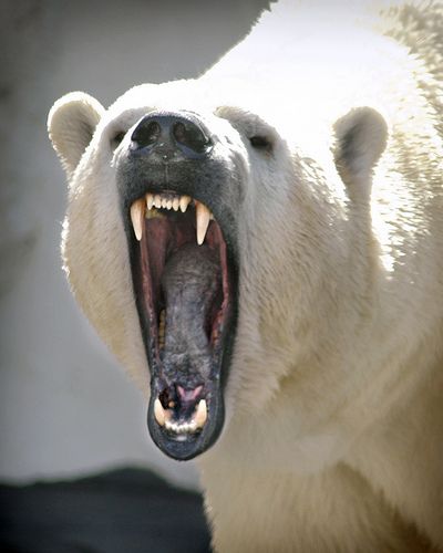 Polar Bear Stress Yawn 03-08-06 by PACsWorld via Flickr Polar Bear Reference Photo, Bear Growling, Angry Polar Bear, Bear Roaring, Baby Polar Bears, Bear Pictures, Love Bear, White Bear, Bear Art