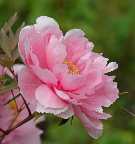 Peony suffruticosa 'Hanakisoi' Peony Painting, Peonies Garden, Love Garden, Photography Love, Peony Flower, Beautiful Blooms, Flower Photos, Flower Pictures, Amazing Flowers